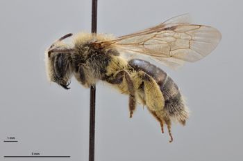 Media type: image;   Entomology 772945 Aspect: habitus lateral view